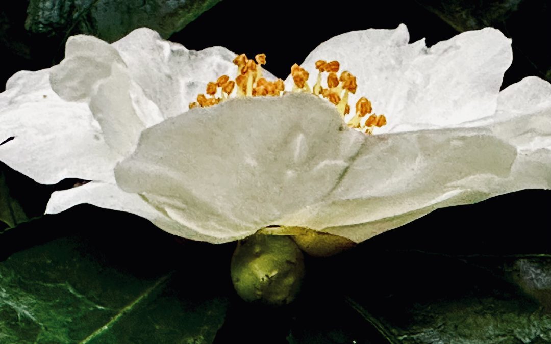 No One Prepared Me for the Long Middle