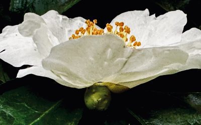 No One Prepared Me for the Long Middle